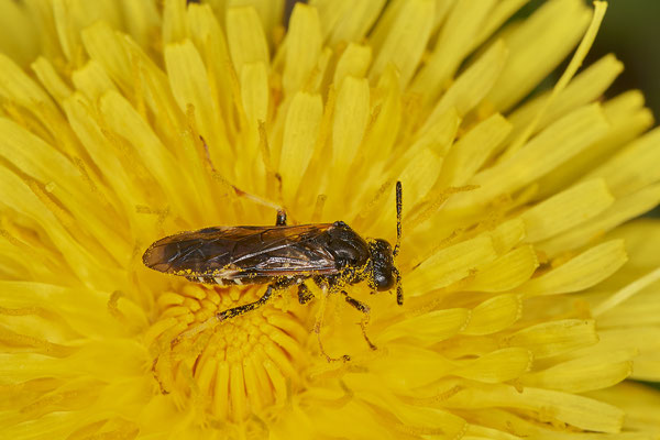 Blatt oder Pflanzenwespe - Düsseldorf - Urdenbacher Kämpe - (09.05.2021)