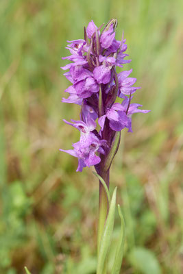 Knabenkraut - Emsland - (03.06.2019)