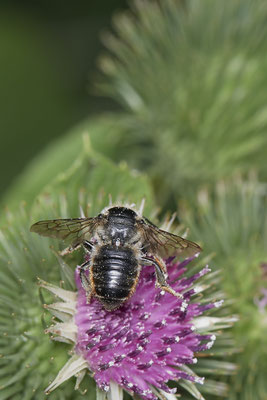 Megachile versicolor / Bunte Blattschneiderbiene - Dinslaken Emschermündung - (18.08.2020)