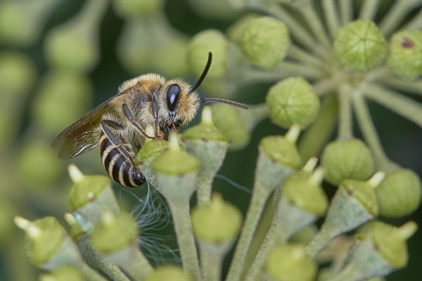 Nr. 04/03 - Colletes hederae (Efeu-Seidenbiene) - Oberhausen-Schmachtendorf Hiesfelderstraße 22.09.2018