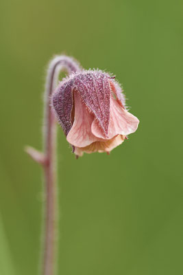 Bach-Nelkenwurz - Allgäu - (09.07.2022)