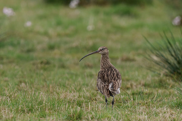 Großer Brachvogel