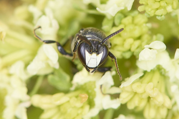 Nr.0496 - Hylaeus signatus / Reseden-Maskenbiene - OB Neue Mitte 2 - 51°29`18.27" 6°53`39.83" - (09.05.2019)