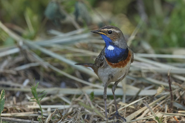 Blaukehlchen - bei Reuver in NL -  (26.05.2020)