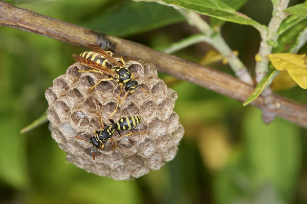 Nr.0811 - Polistes Nest 3 - OB LMB - 51°29`11.55" 6°53`53.48" - (24.06.2019)