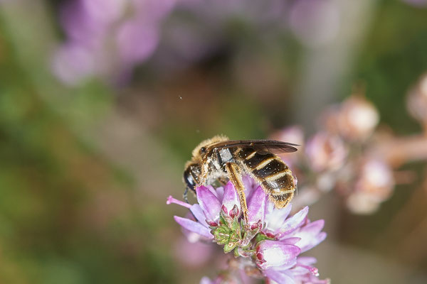 Nr.1180 - Lasioglossum calceatum / Gewöhnliche Schmalbiene f - WES Lippedünen Aaper Vennekes - 51°39`12.73"  6°40`40.66" - (12.08.2019)