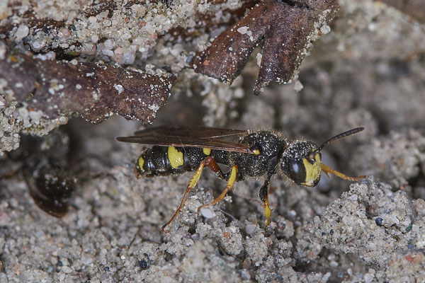 Nr.0701 - Cerceris rybyensis / Bienenjagende Knotenwespe - OB LMB - 51°29`11.55" 6°53`53.48" - (16.06.2019)