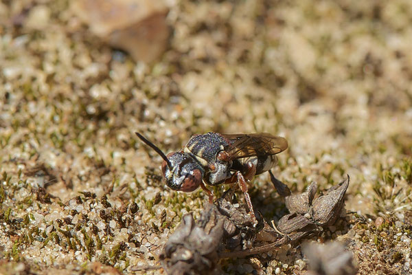 Nr.1298 - Epeolus variegatus / Gewöhnliche Filzbiene - OB LMB - 51°29`11.55" 6°53`53.48" - (04.09.2019)