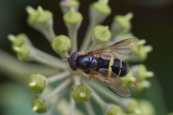 Nr. 04/15 - Breitband-Waldschwebfliege (Dasysyrphus tricinctus) Oberhausen-Schmachtendorf Hiesfelderstraße 22.09.2018