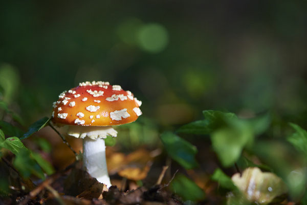 Fliegenpilze am Rotbach Kirchhellener Heide - (30.09.2019)