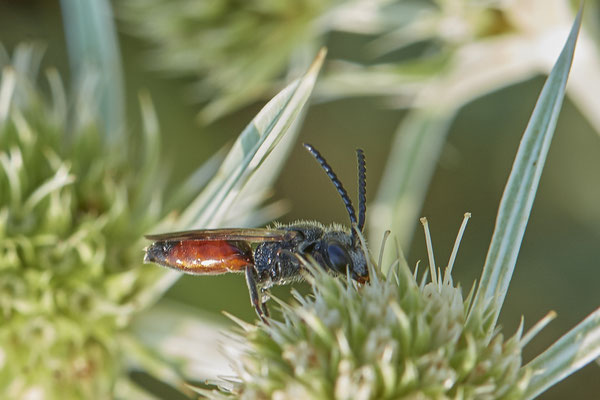 Sphecodes gibbus m - Dinslaken Emschermündung - 51°33`56.26" 6°41`27.74" - (12.08.2020)