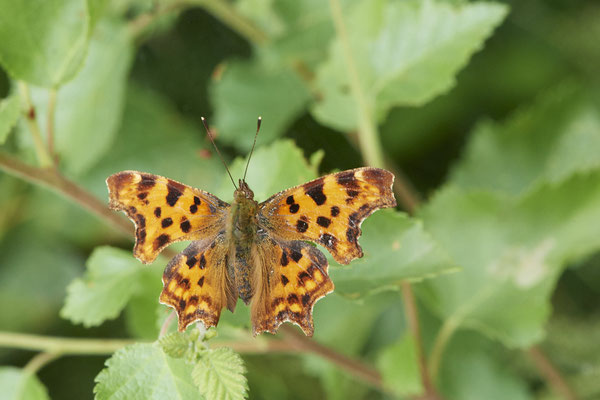 C-Falter - Hünxe - (25.06.2022)