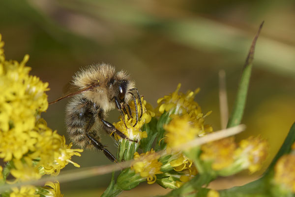 Nr.17/25 - Ackerhummel - OB/E-LMB - (16.10.2018)