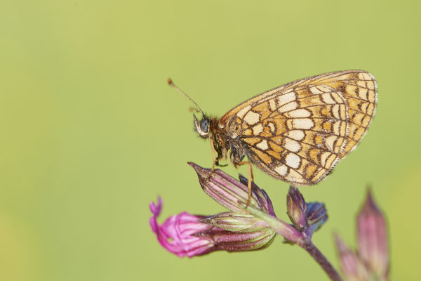 34 - ? - Vom 13.6. bis 20.6.2021 Urlaub im Allgäu