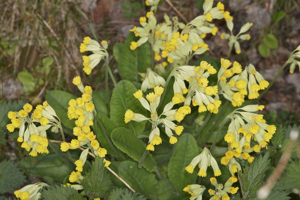 Echte Schlüsselblume - Bottrop - Heidhofsee, Haesterkampweg - 51°36`15.70" 6°52`17.60" - (08.05.2021)