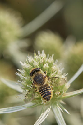 Megachile pilidens - Dinslaken Emschermündung - 51°33`56.26" 6°41`27.74" - (08.08.2020)