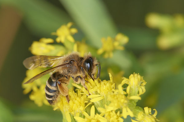 Nr.17/01 - Andrena flavipes f - OB/E-LMB - (16.10.2018)