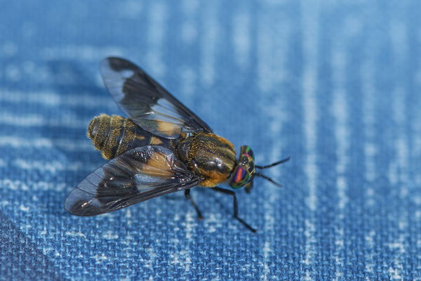 Nr.0686 - Chrysops relictus / Goldaugenbremse - OB im Garten - 51°31`49.60" 6°50`56.50" - (16.06.2019)