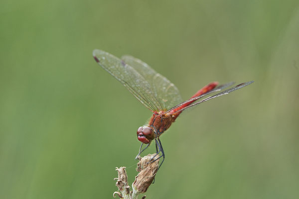 Blutrote Heidelibelle - Wesel Diersfordt - (25.07.2020)