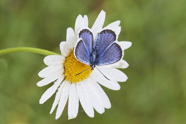 Argus-Bläuling - Vom 13.6. bis 20.6.2021 Urlaub im Allgäu