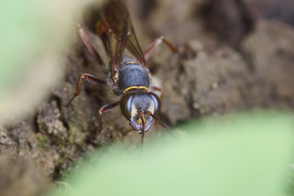 Orientalische Mauerwespe - Garten