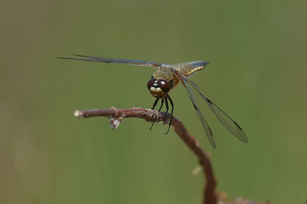 Vierflecklibelle