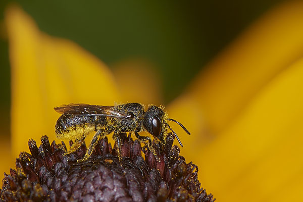 Nr.1053- Heriades truncorum / Gewöhnliche Löcherbiene - OB im Garten - 51°31`49.60" 6°50`56.50" - (29.07.2019)