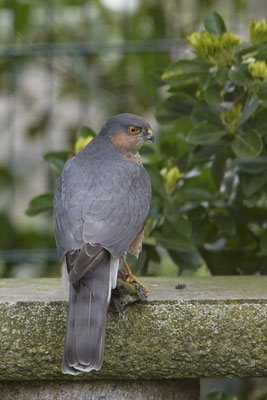 Sperber Männchen hat einen Buchfink geschlagen - Garten - (13.03.2020) 