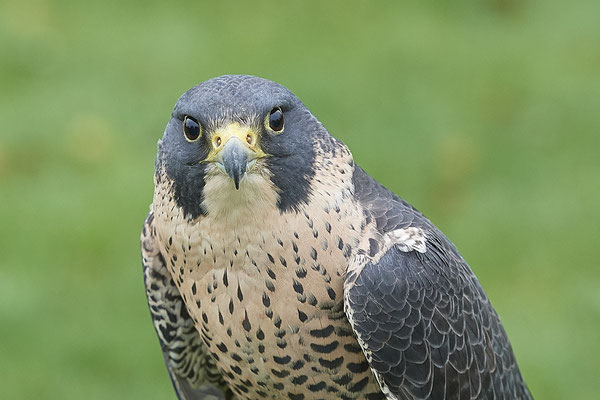 Wanderfalke - Heute beim Falkner H. Peschen aus Wesel - (15.12.2018)