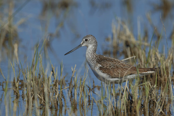 Grünschenkel ( Naturpark Albufera )
