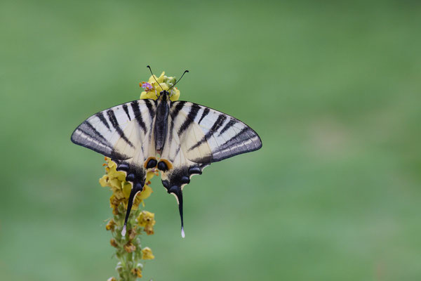 Segelfalter - (Urlaub Mosel Valwig vom  08.06. bis 11.06.2023 mit der Nabu Herne)