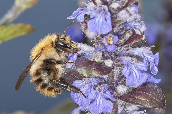 Ackerhummel - Garten - (10.05.2021)
