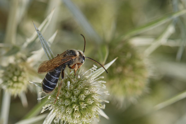 Halictus quadricinctus - Dinslaken Emschermündung - 51°33`56.26" 6°41`27.74" - (08.08.2020) - Rote Liste: Kategorie 3: Gefährdet