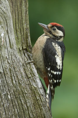 Junger Buntspecht 1-tes Kalenderjahr