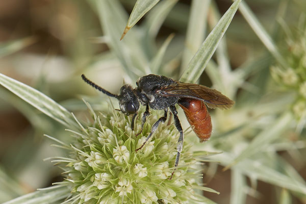 Sphecodes albilabris - Mehrum Rheinvorland - 51°34`19.93" 6°37`51.41" - (15.08.2020)
