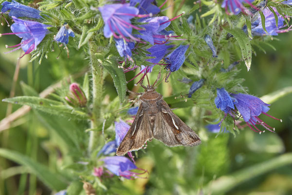 Macdunnoughia confusa / Schafgarben-Silbereule - Rheindeich DIN Emschermündung - (21.07.2021)
