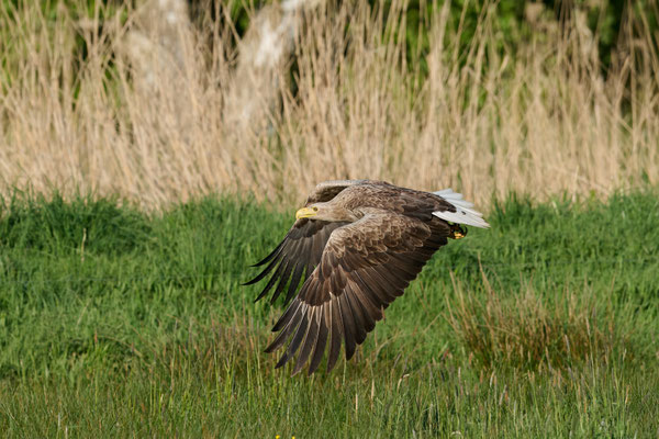 Seeadler