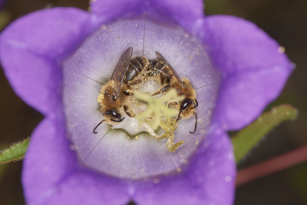 Melitta haemorrhoidalis / Glockenblume Sägehornbiene / in der Blüte (Bärtige Glockenblume) ruhend - Halde Haniel - (25.06.2021)