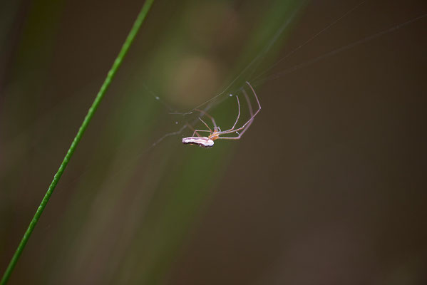 Streckerspinne