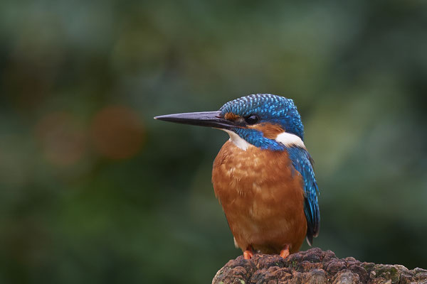 Eisvogel im Garten - (11.10.2019)