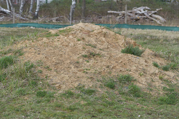 Nr.0101 - OB-Waldteich-2 - 51°31`32.62" 6°49`41.61" - (31.03.2019)
