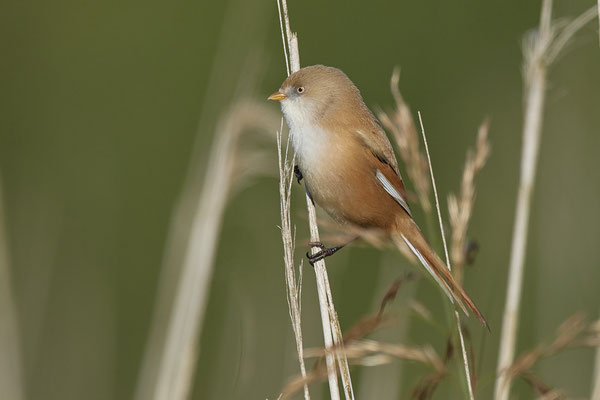 Bartmeise  Weibchen