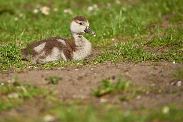 Junge Nilgans