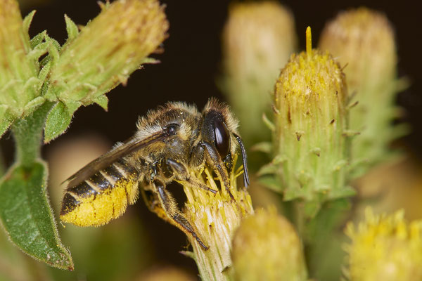 Nr.1059 - Megachile centuncularis / Blattschneiderbiene - OB LMB - 51°29`11.55" 6°53`53.48" - (31.07.2019)