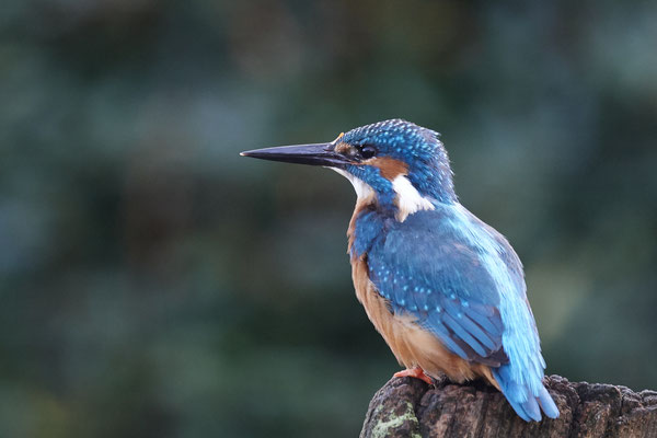 Eisvogel - Männchen war schon um 8:10 Uhr im Garten - (03.11.2019)
