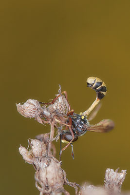 Nr.0862 - Physocephala nigra / Dunkle Stieldickkopffliege - OB LMB - 51°29`11.55" 6°53`53.48" - (27.06.2019)