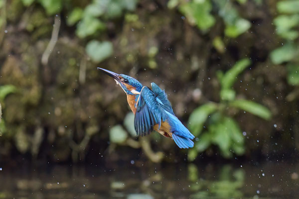 Eisvogel - Versuche Ihn im Flug zu erwischen, leider in ca. 25m und bei schlechtem Licht