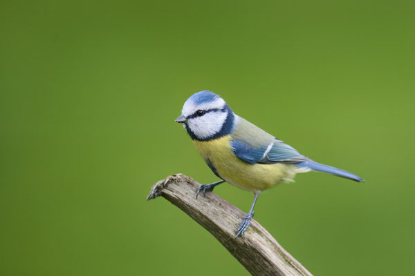 Blaumeise