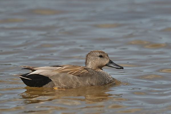 Schnatterente-Männchen ( Naturpark Albufera )
