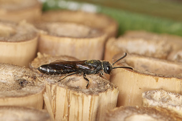 OB - Am Wildbienenhotel im Garten - 51°31`49.60" 6°50`56.50" - (22.07.2020)